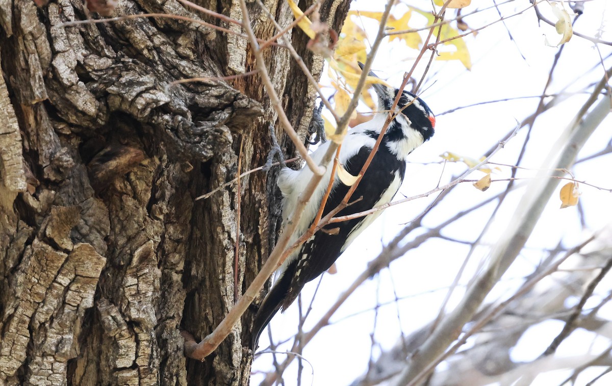 Волосатый дятел - ML644627899