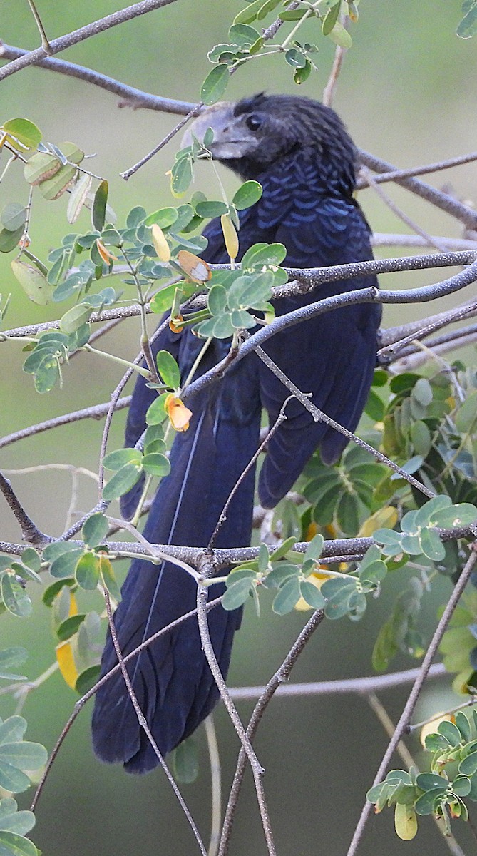 Smooth-billed Ani - ML644627909