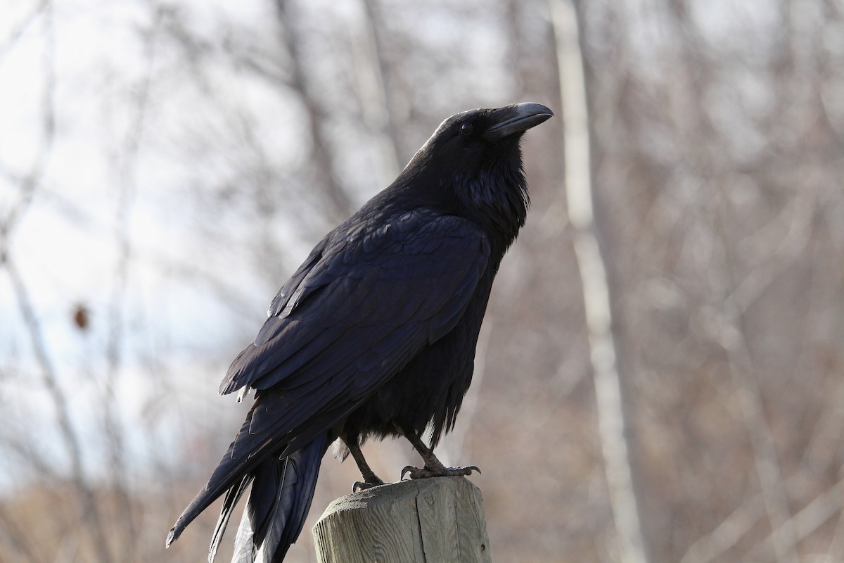 Kuzgun - ML644627912