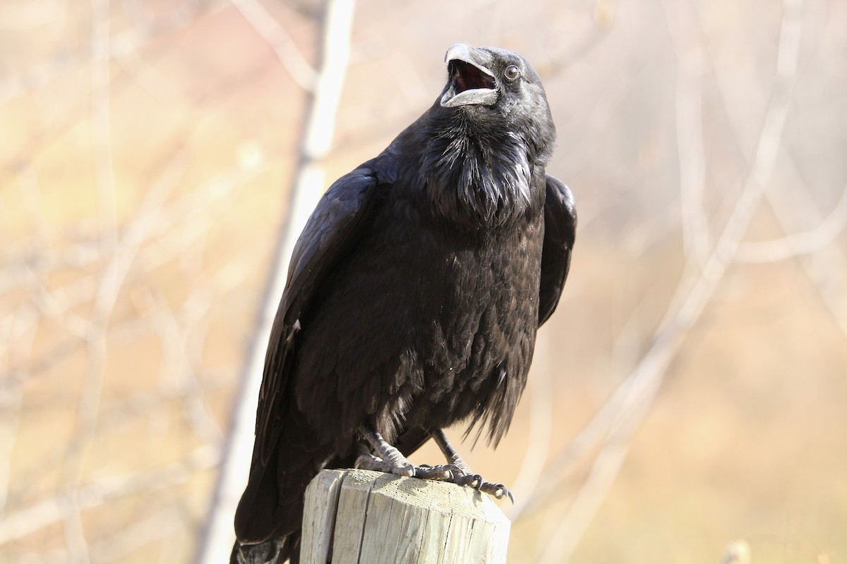 Kuzgun - ML644627913