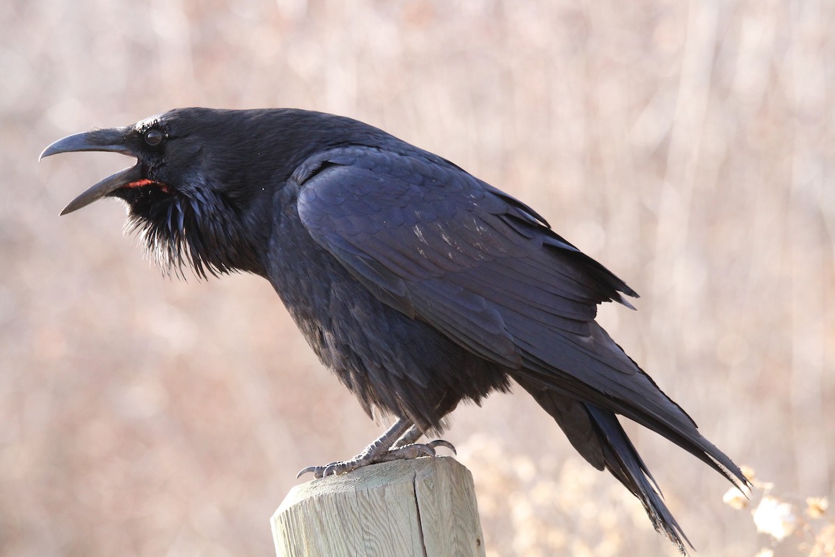 Kuzgun - ML644627914