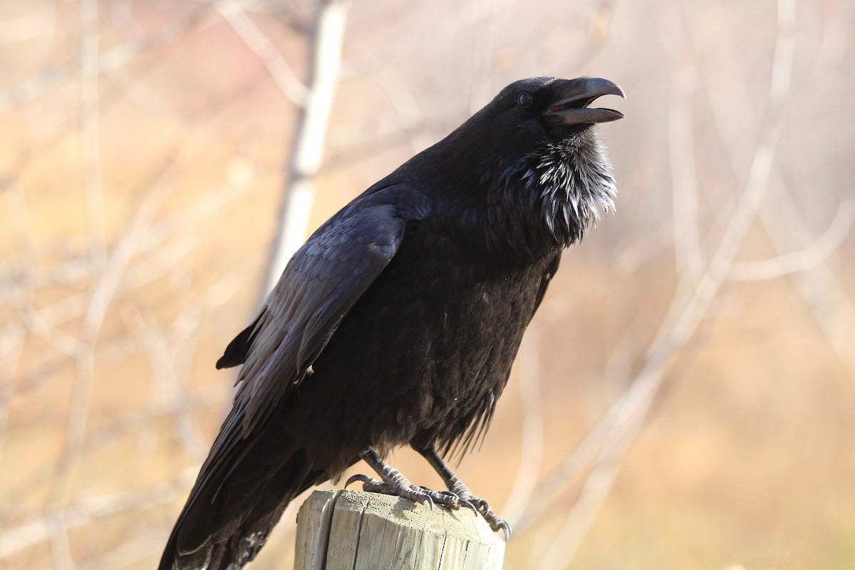 Kuzgun - ML644627915