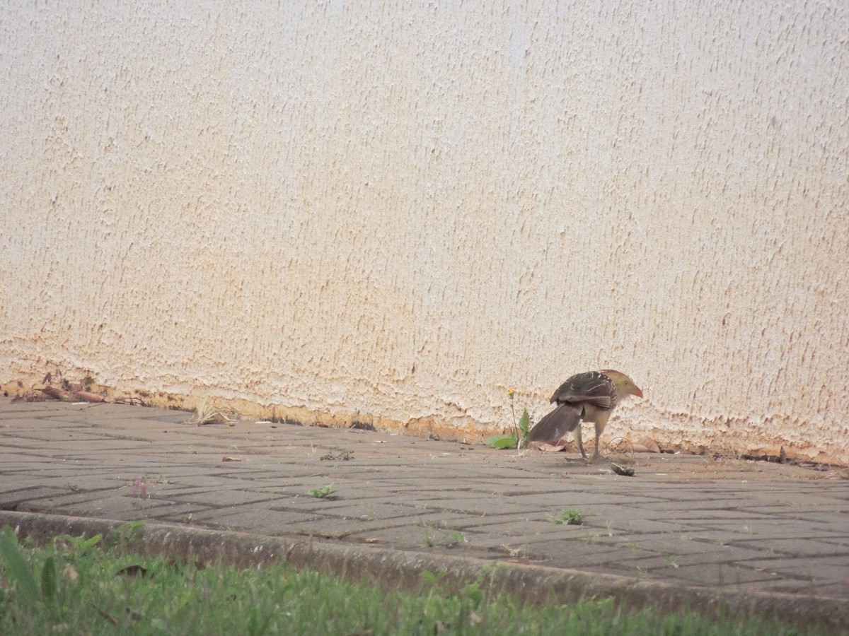 アマゾンカッコウ - ML644627930