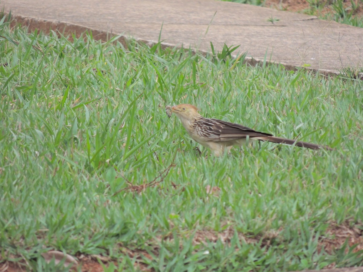 アマゾンカッコウ - ML644627932