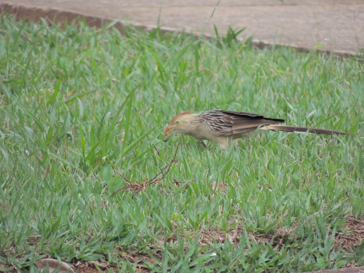 アマゾンカッコウ - ML644627934