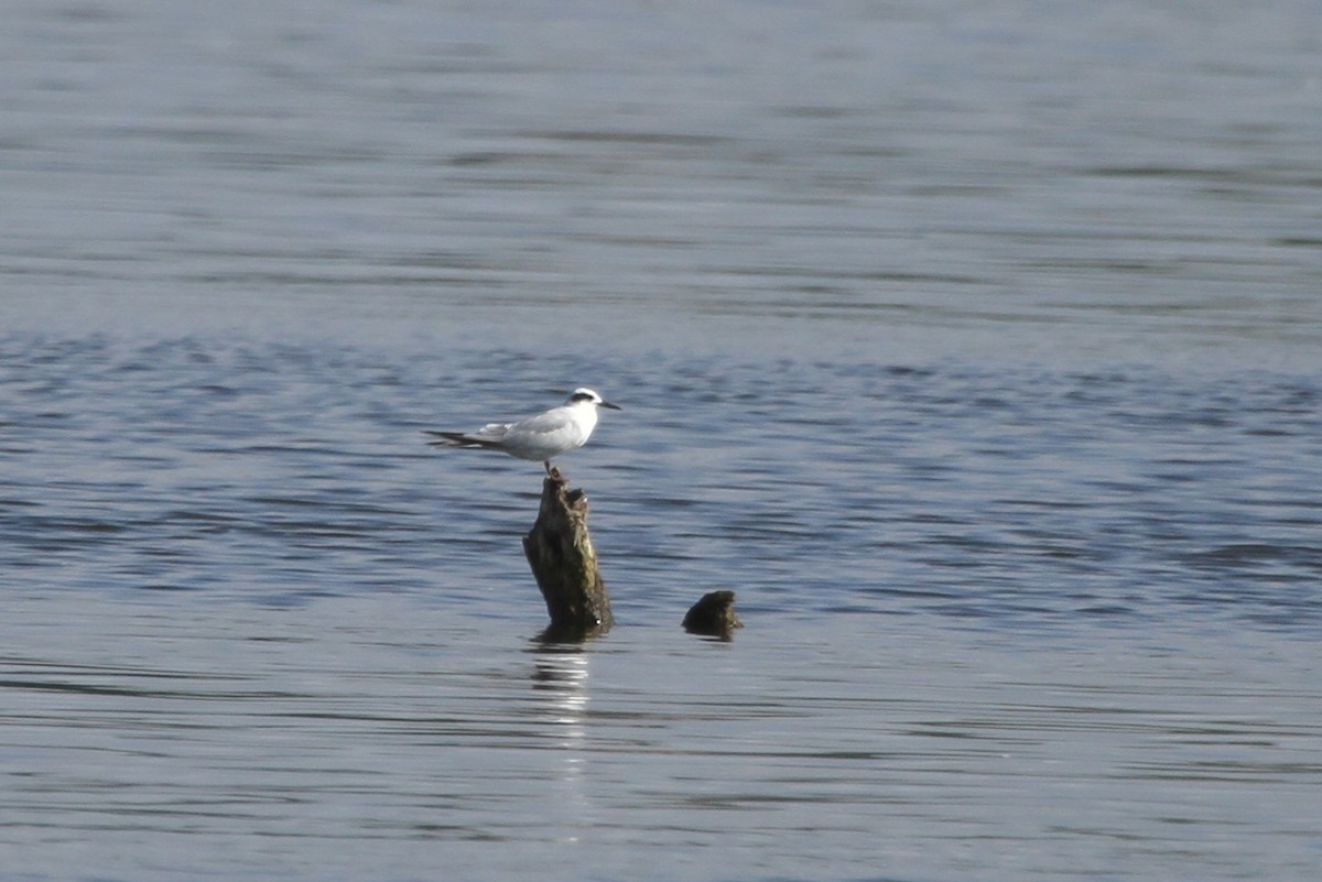 Forsterseeschwalbe - ML644627937