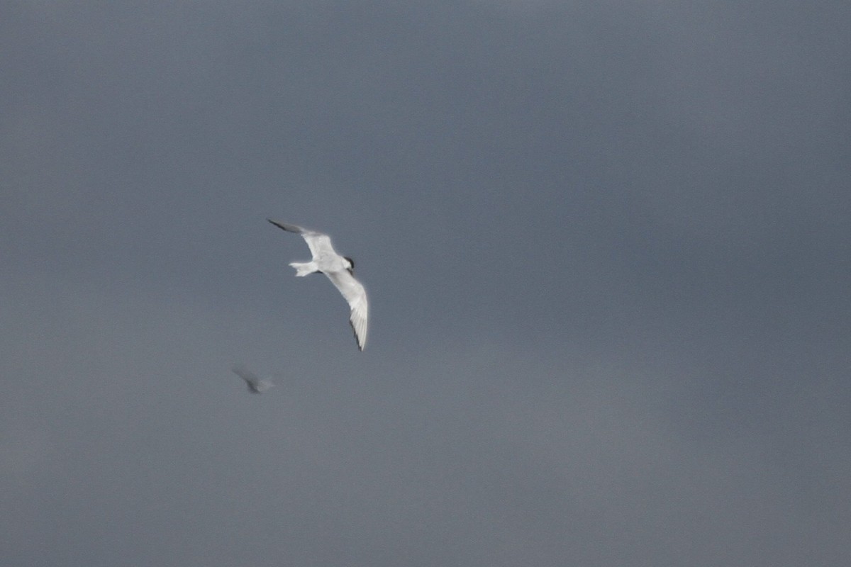 Forsterseeschwalbe - ML644627939