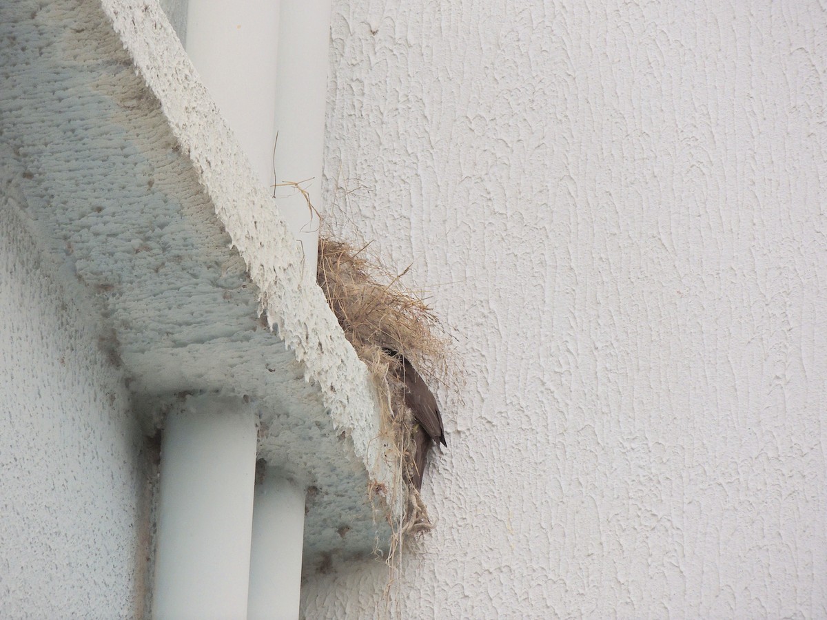 Great Kiskadee - ML644627951