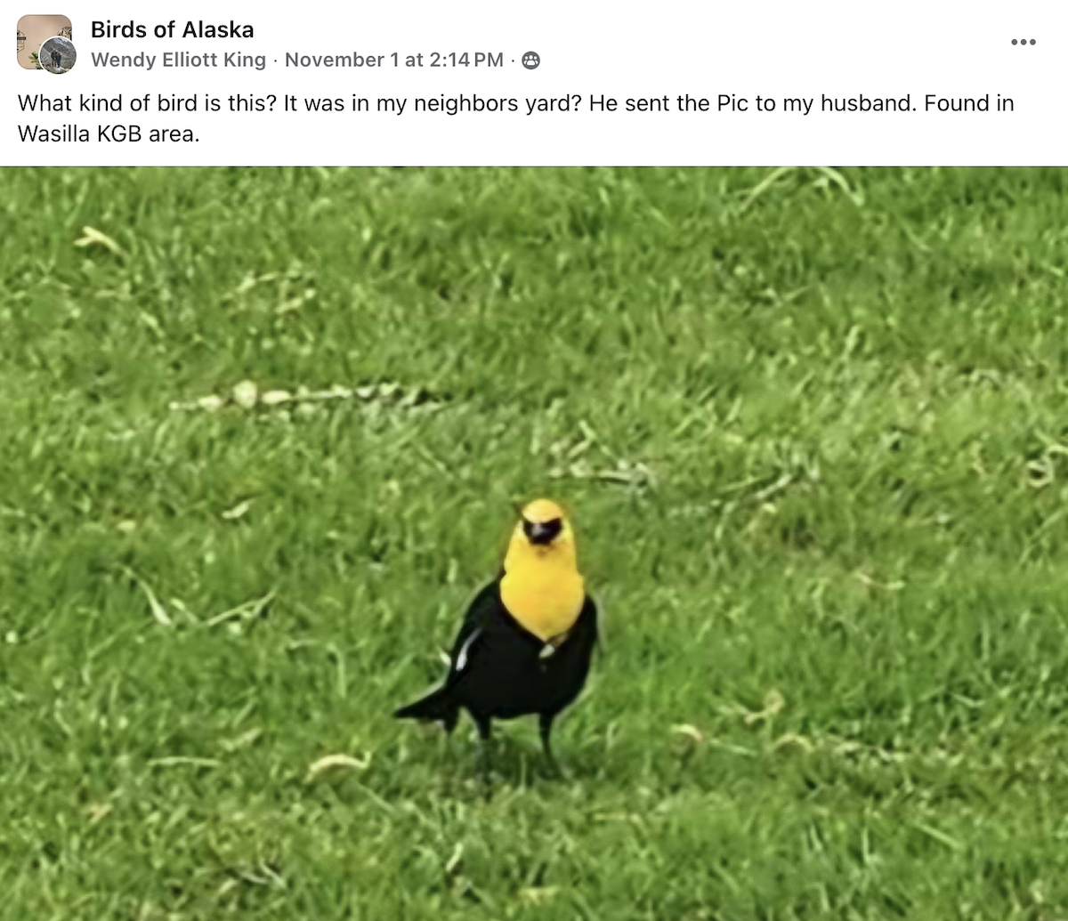 Yellow-headed Blackbird - ML644627958