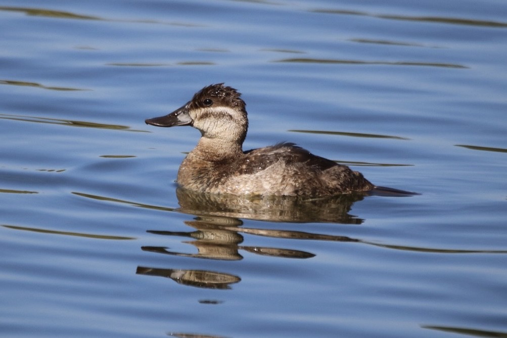 Amerika Dikkuyruğu - ML644627960