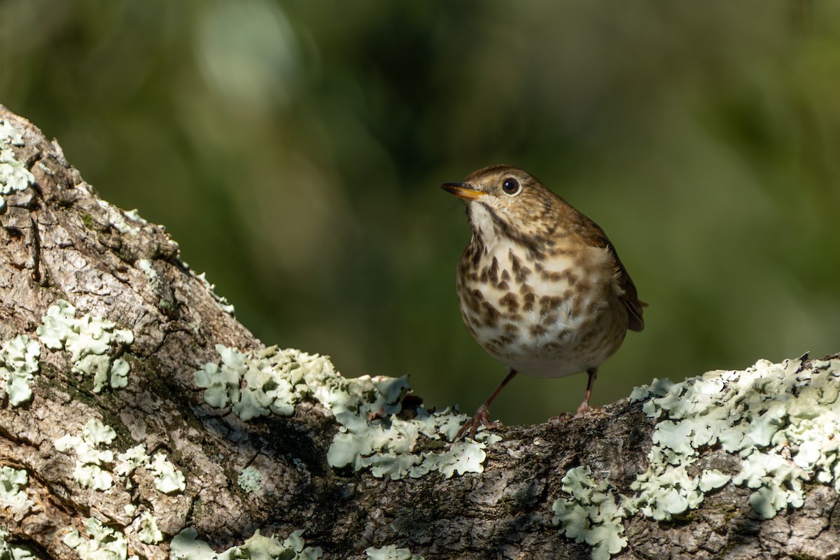 קיכלי חלוד-זנב - ML644627962