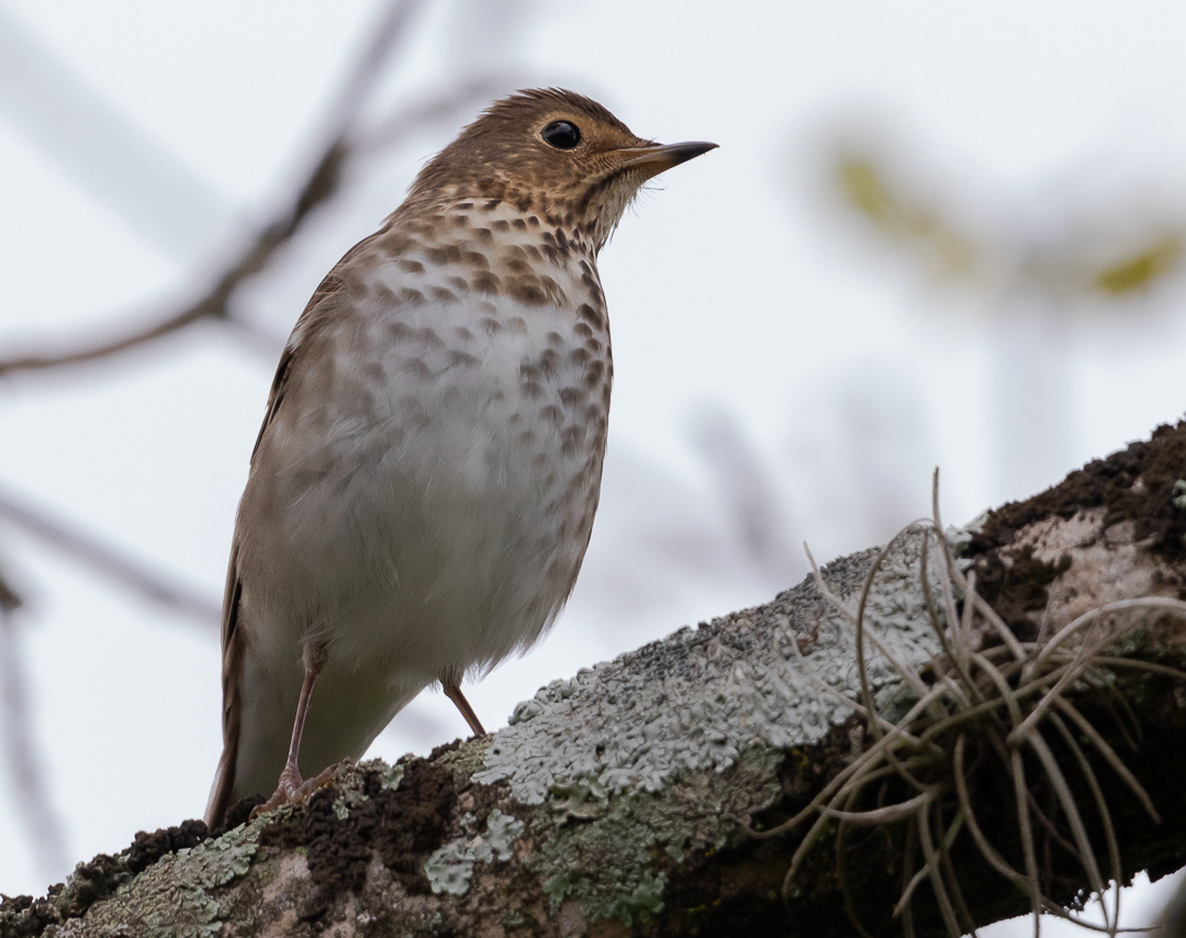 Swainson's Thrush - ML644627963