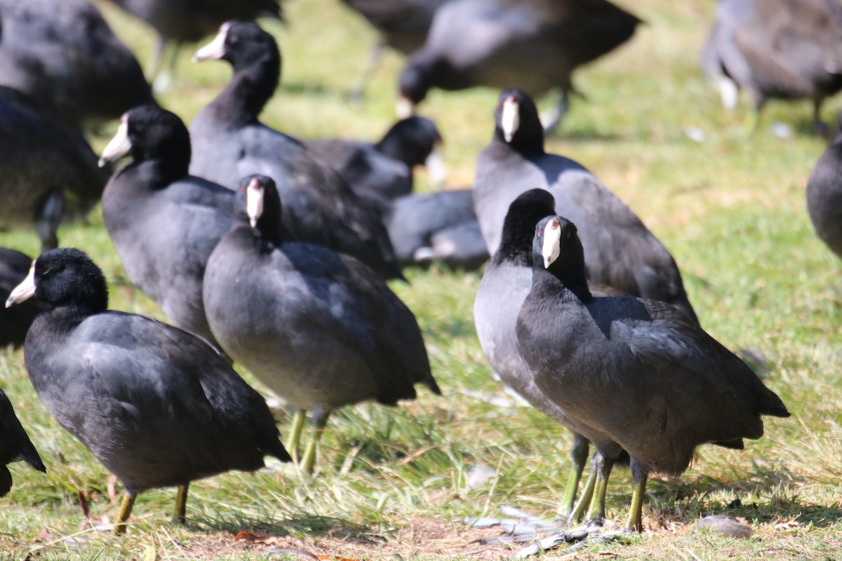 American Coot - ML644627970