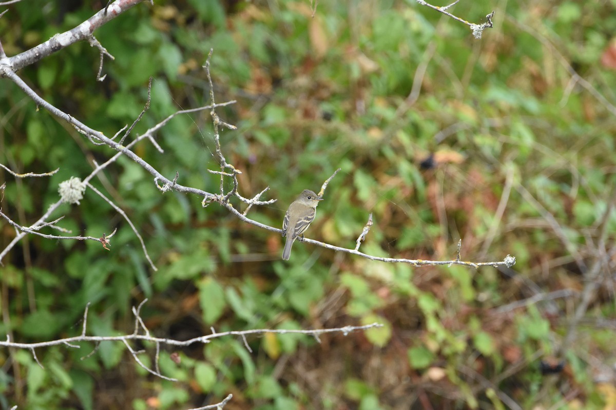 Empidonax sp. - ML644627971