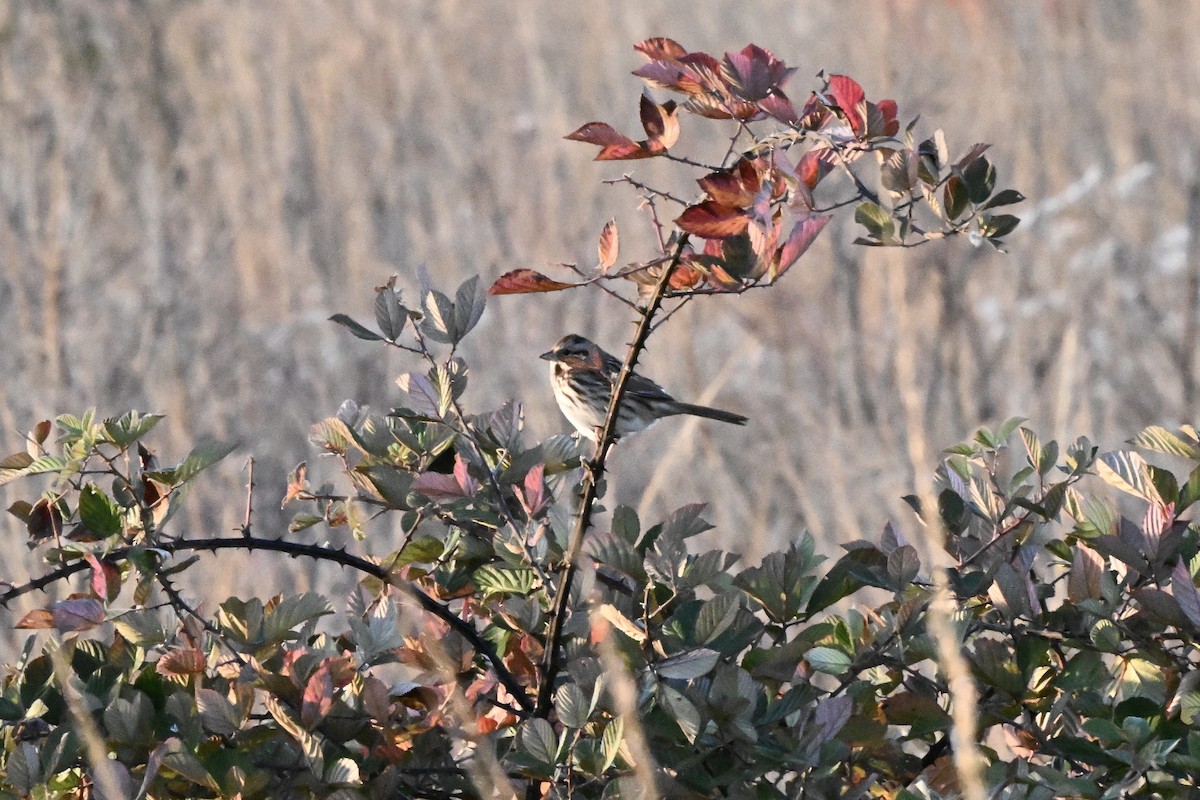 sangspurv - ML644627972