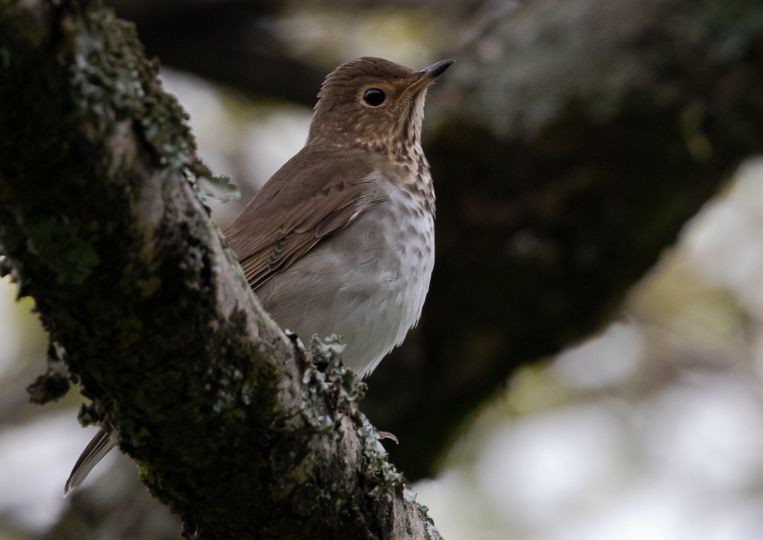 Swainson's Thrush - ML644627973