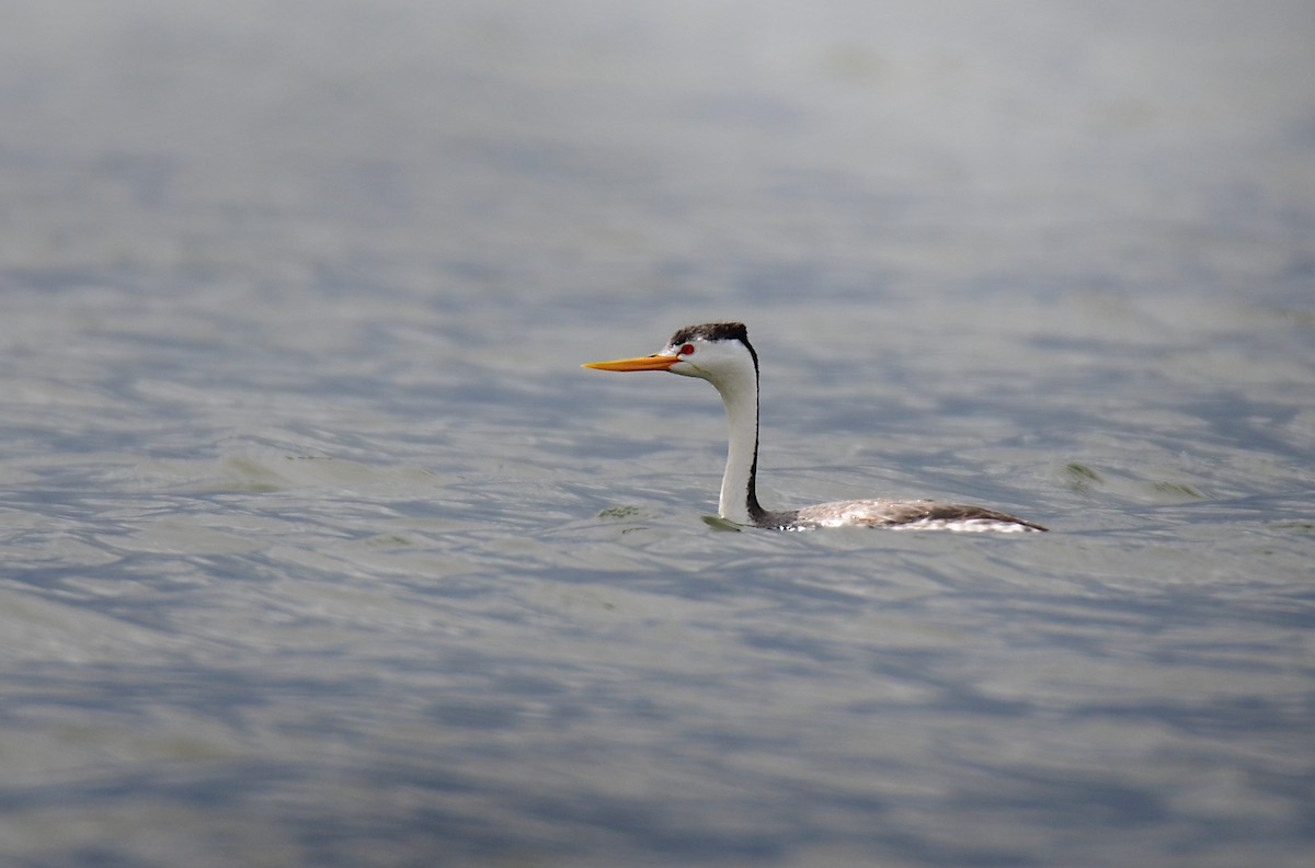 Achichilique de Clark - ML644627975