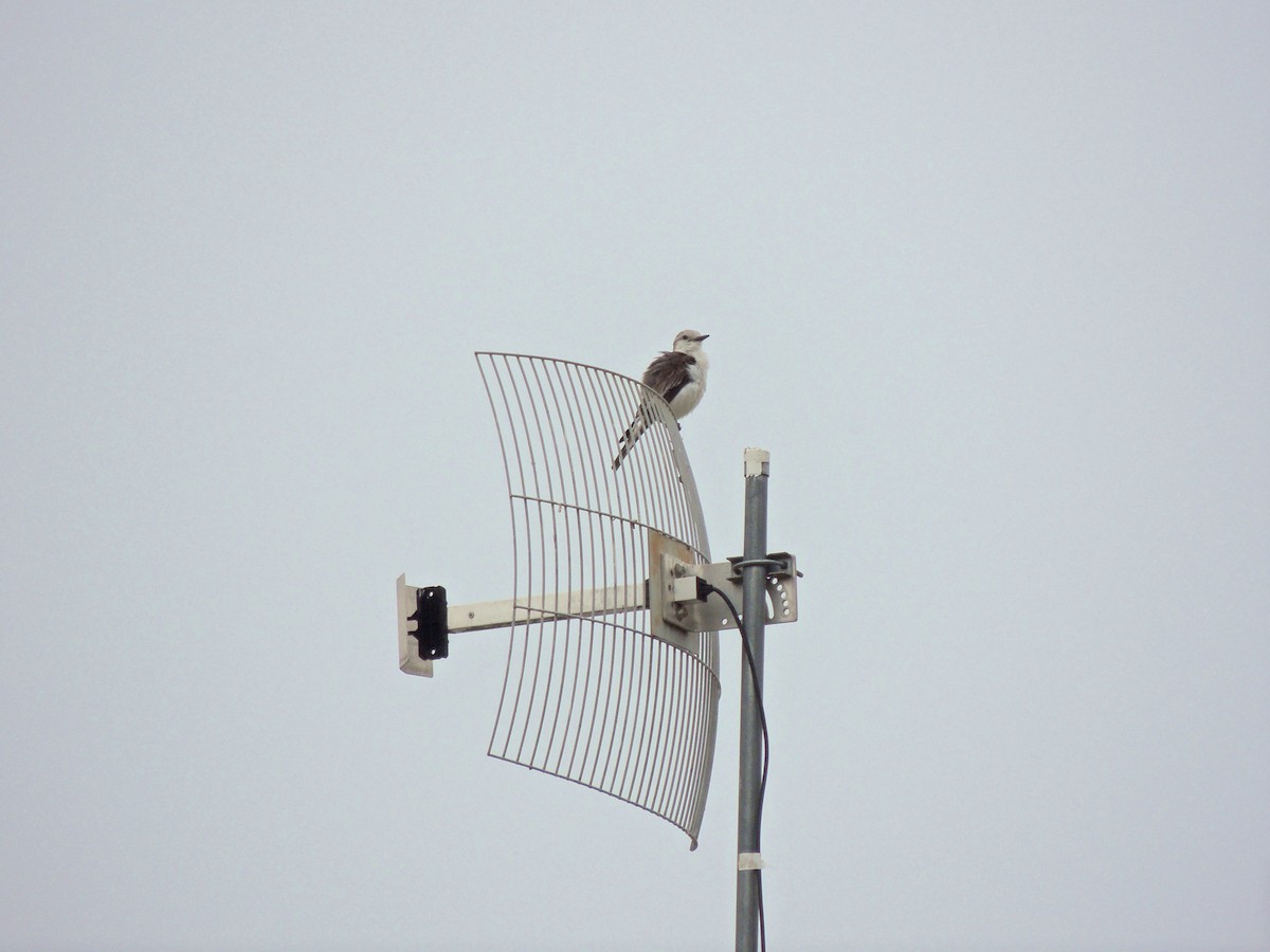 White-rumped Monjita - ML644627976