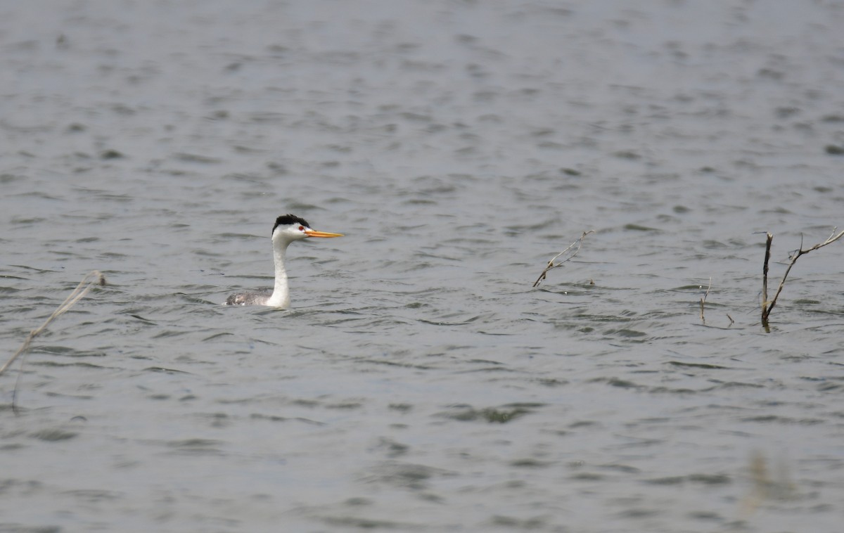 Achichilique de Clark - ML644627977