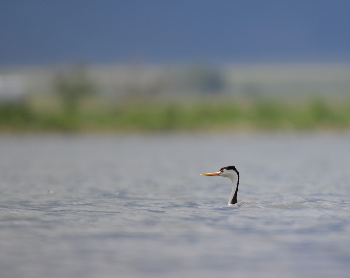 Achichilique de Clark - ML644627978