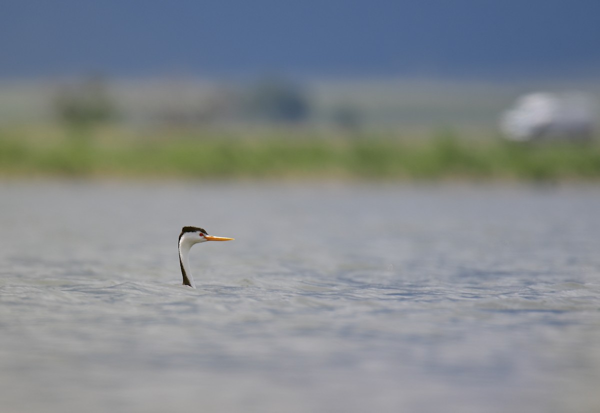 Achichilique de Clark - ML644627979