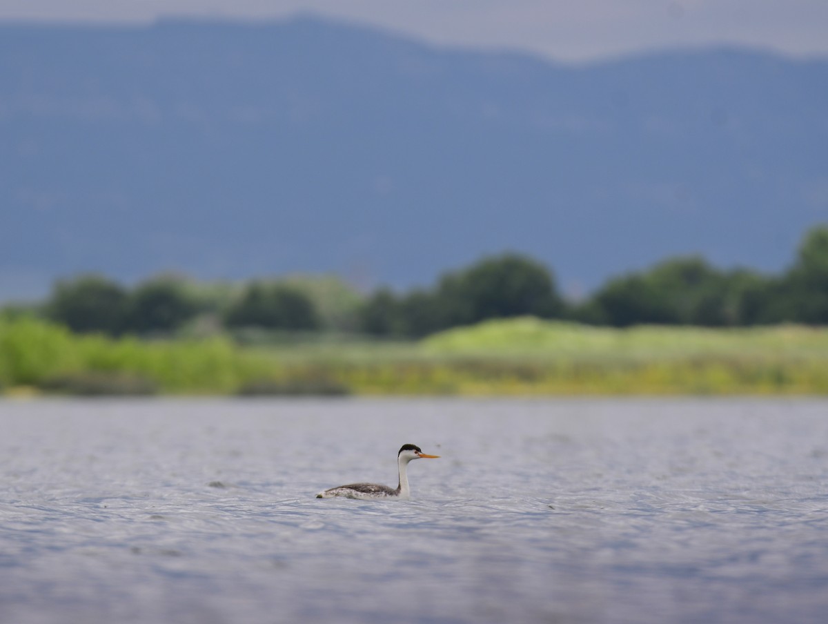 Achichilique de Clark - ML644627980