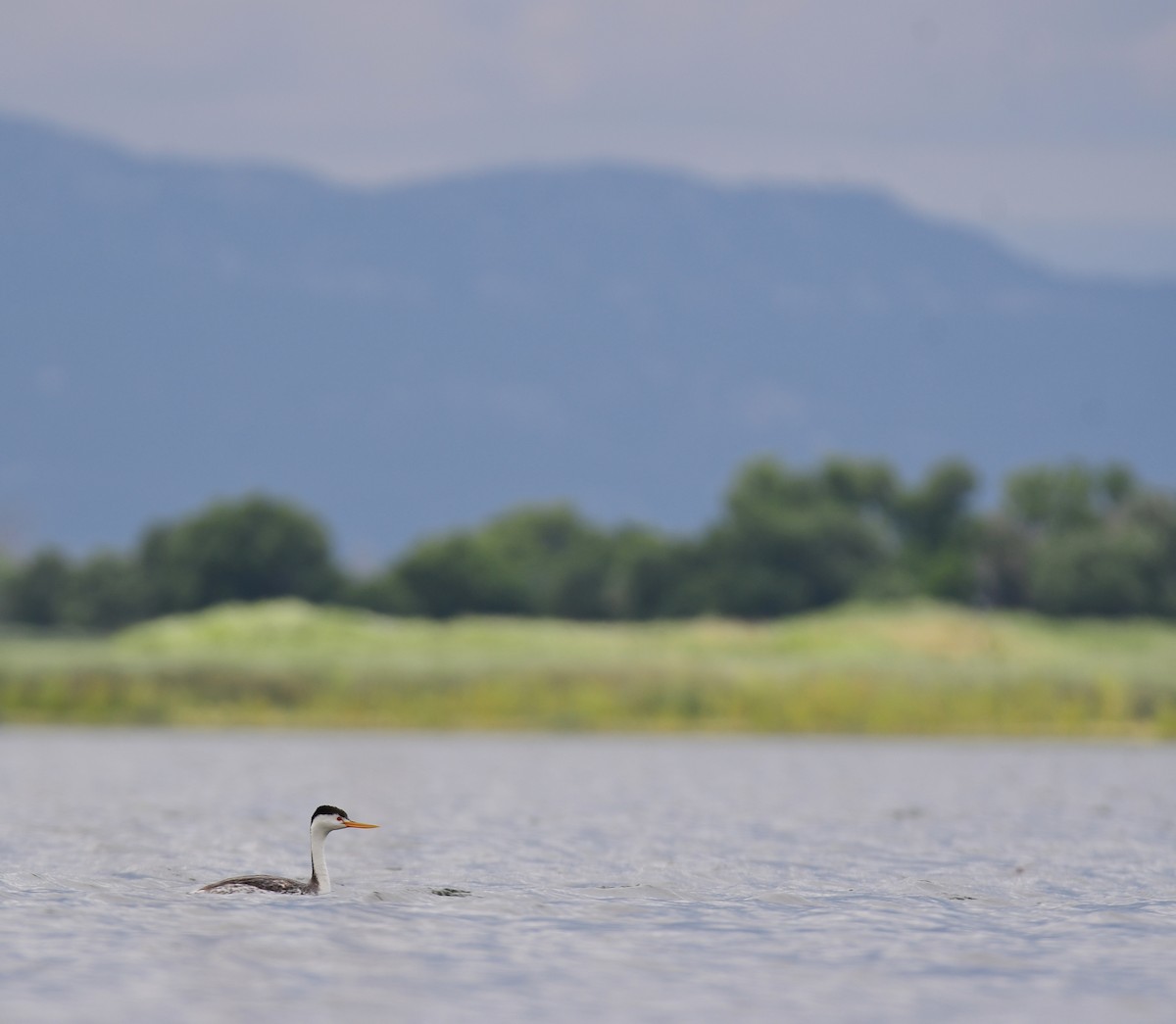 Achichilique de Clark - ML644627981