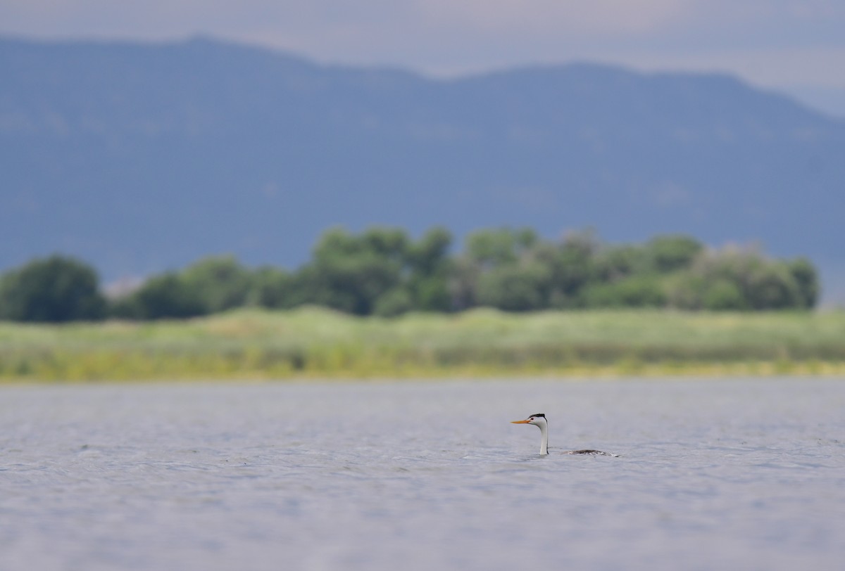 Achichilique de Clark - ML644627982