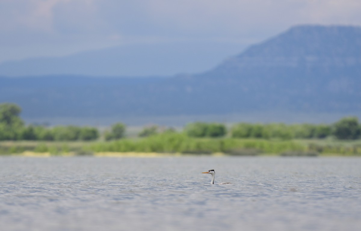 Achichilique de Clark - ML644627983