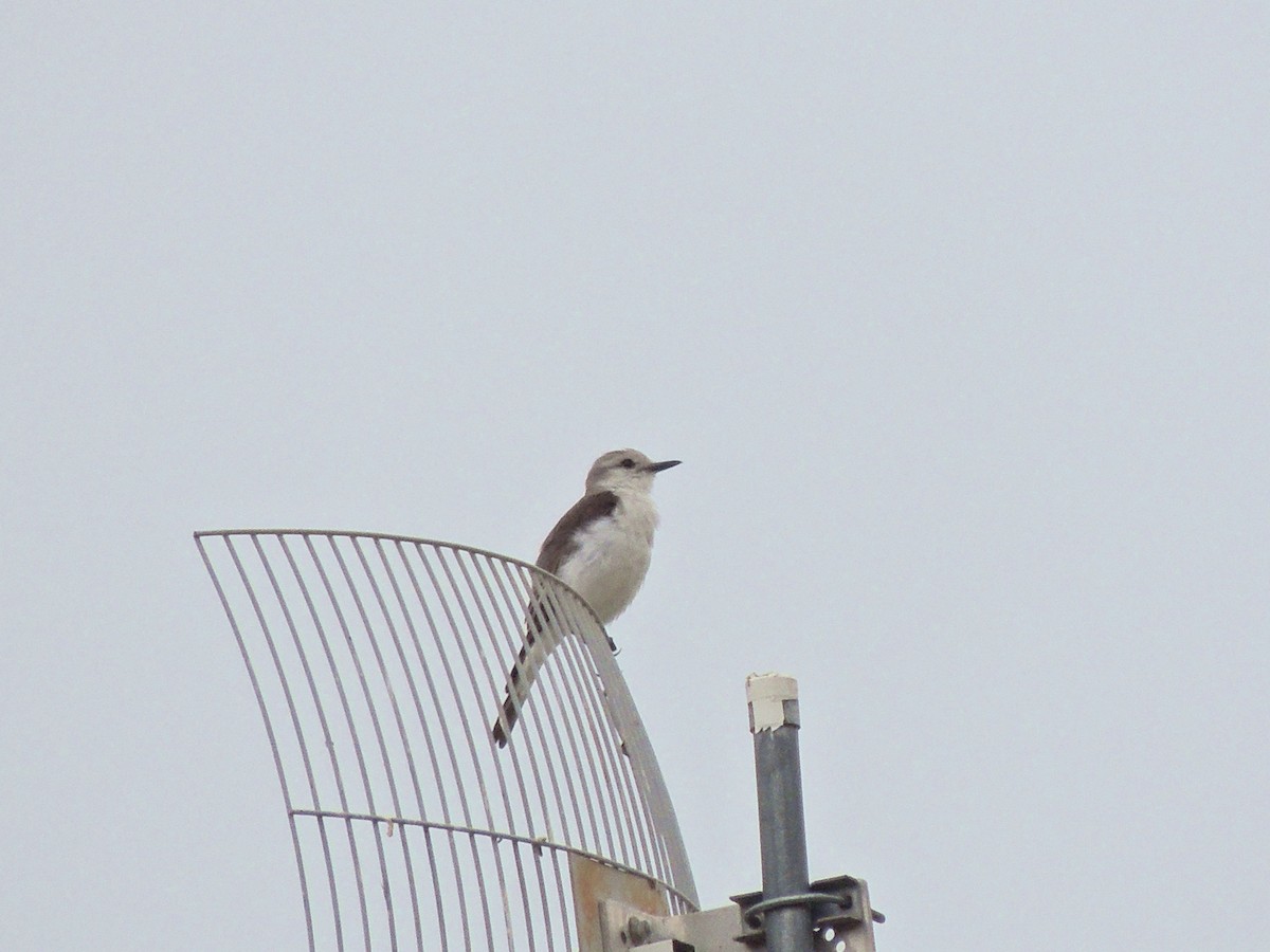 White-rumped Monjita - ML644627984
