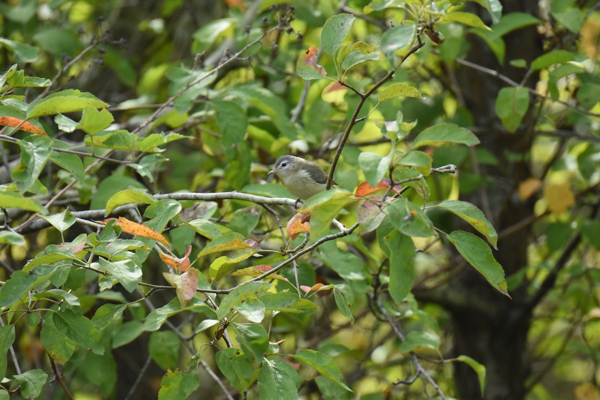 Western Warbling Vireo - ML644627988