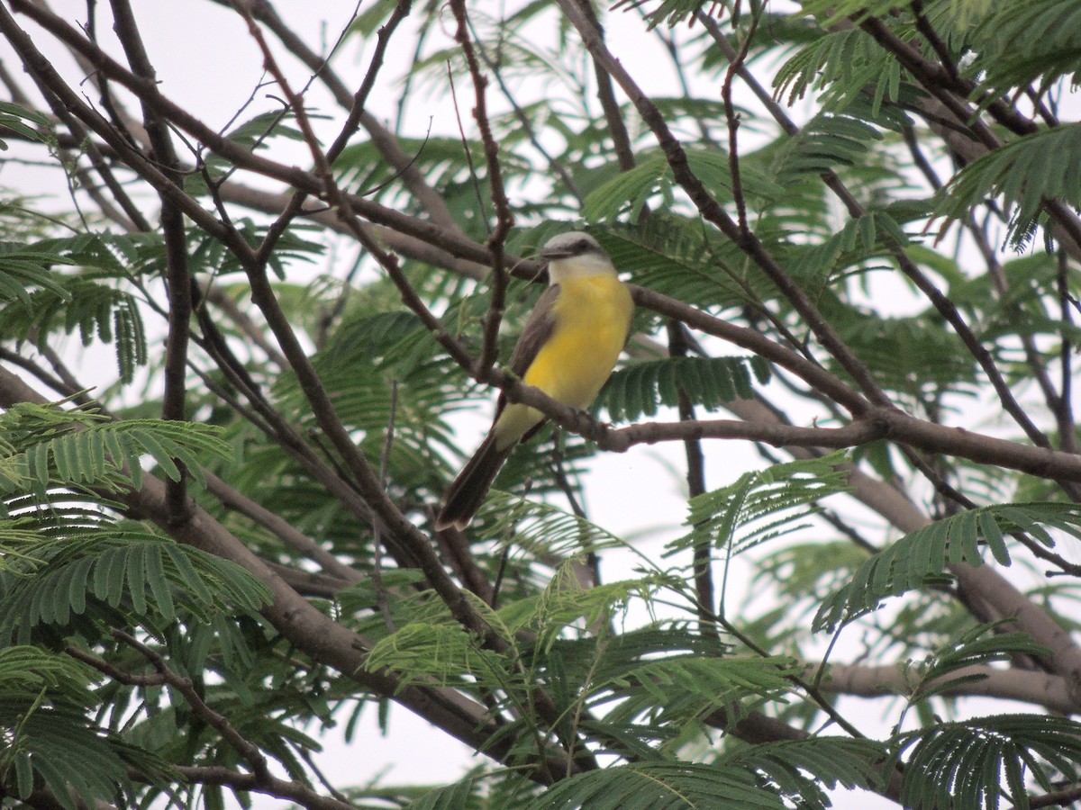 Светлоголовый тиранн - ML644627991