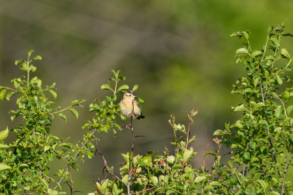 Bobolink - ML644627992
