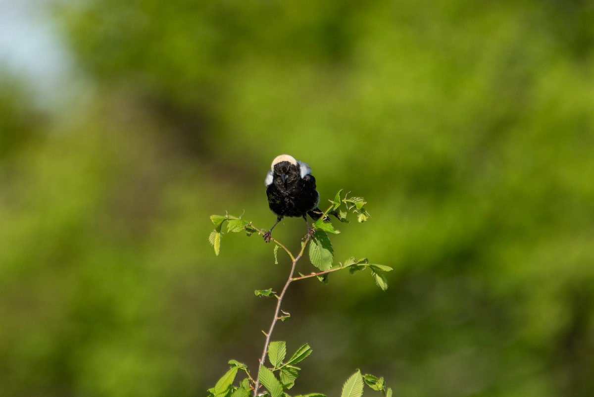 Bobolink - ML644627993