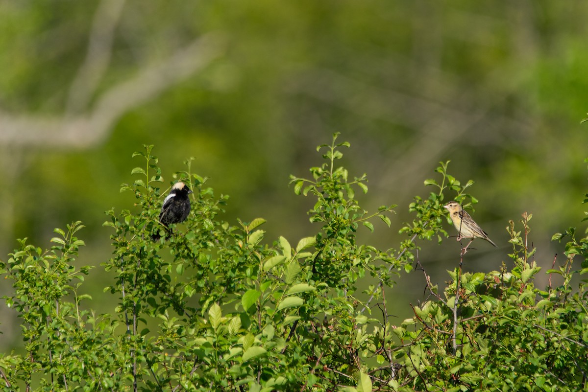 Bobolink - ML644627994