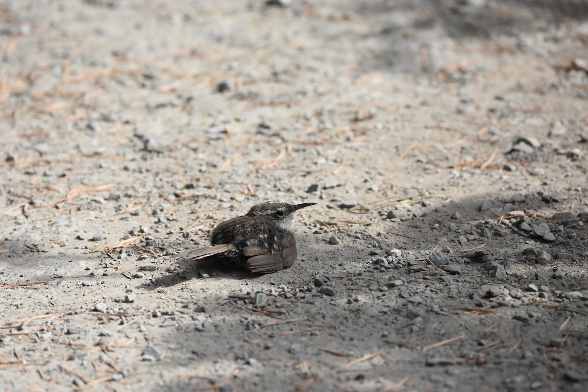 Bewick's Wren - ML644627995
