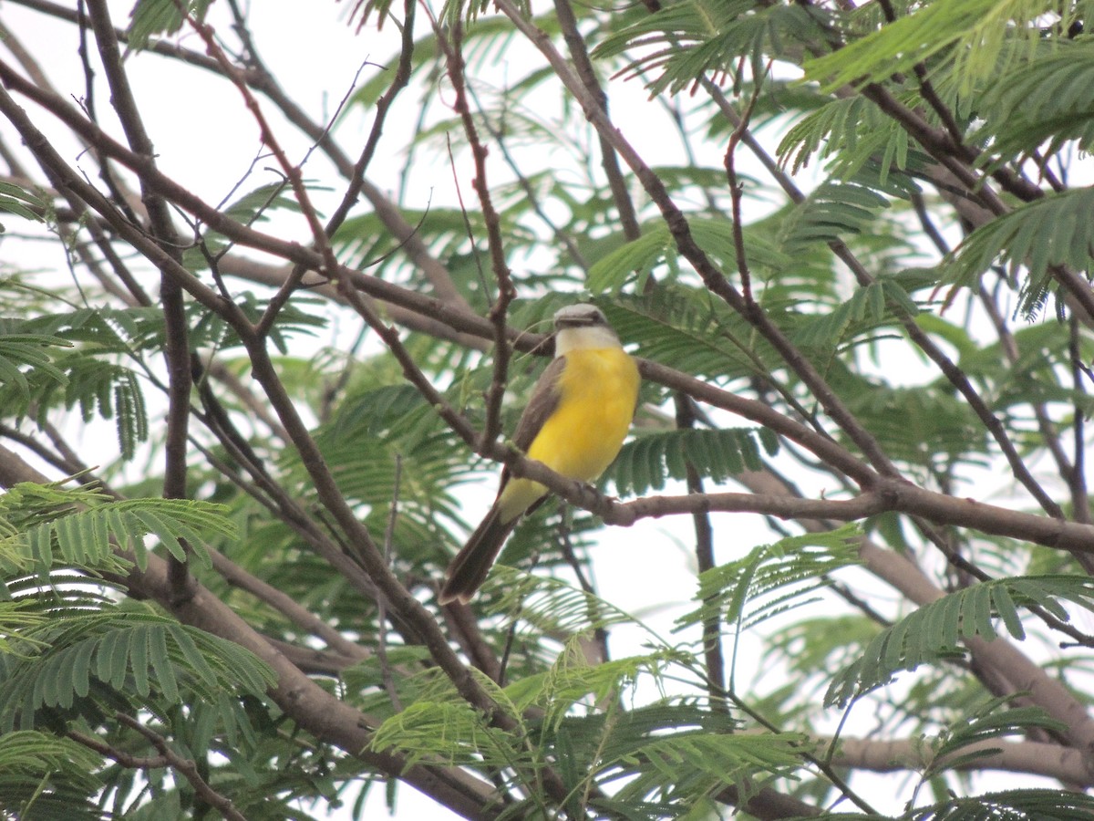 Светлоголовый тиранн - ML644627996