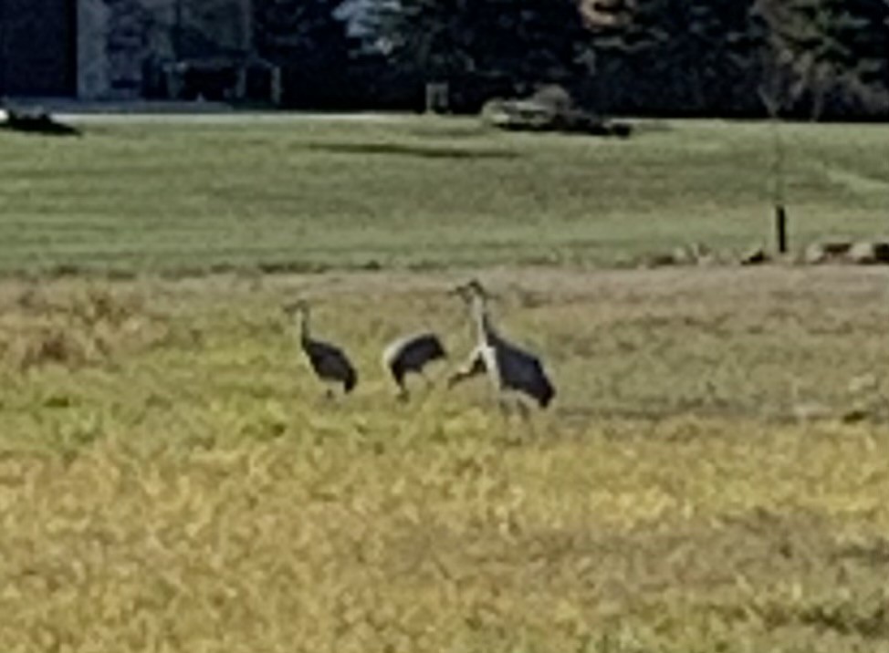 Sandhill Crane - ML644628018