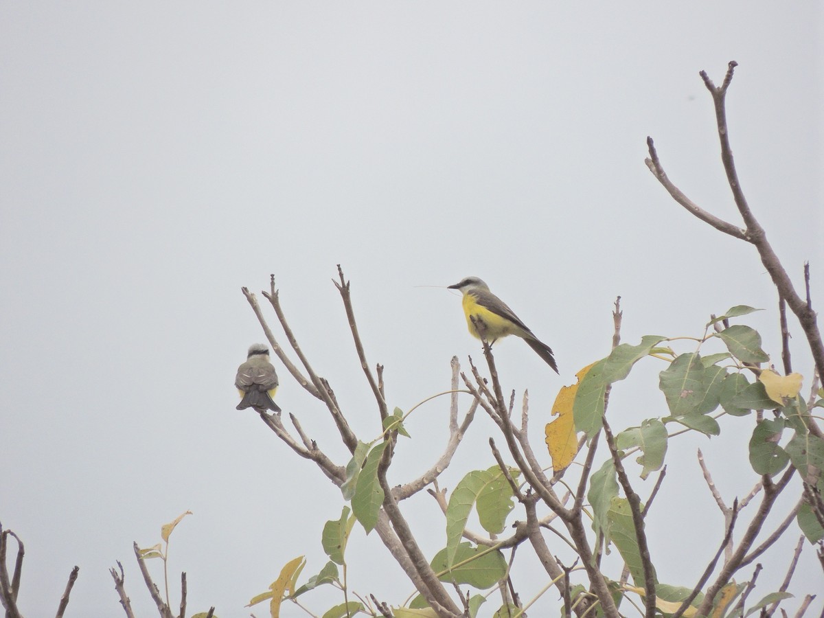 Светлоголовый тиранн - ML644628019