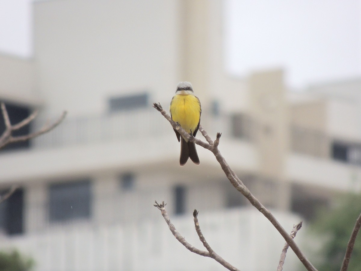 Светлоголовый тиранн - ML644628024