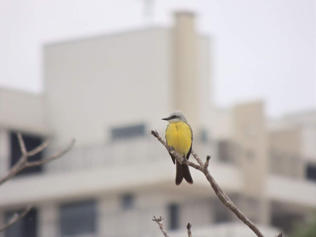 Светлоголовый тиранн - ML644628031