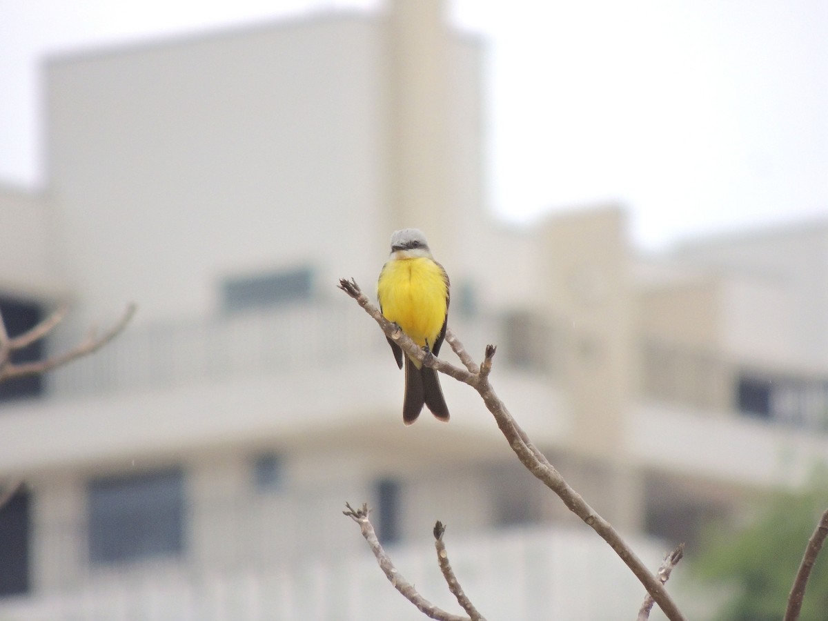 Светлоголовый тиранн - ML644628035