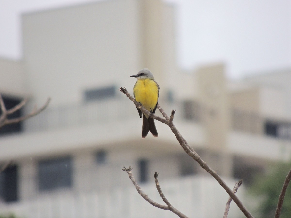 Светлоголовый тиранн - ML644628038