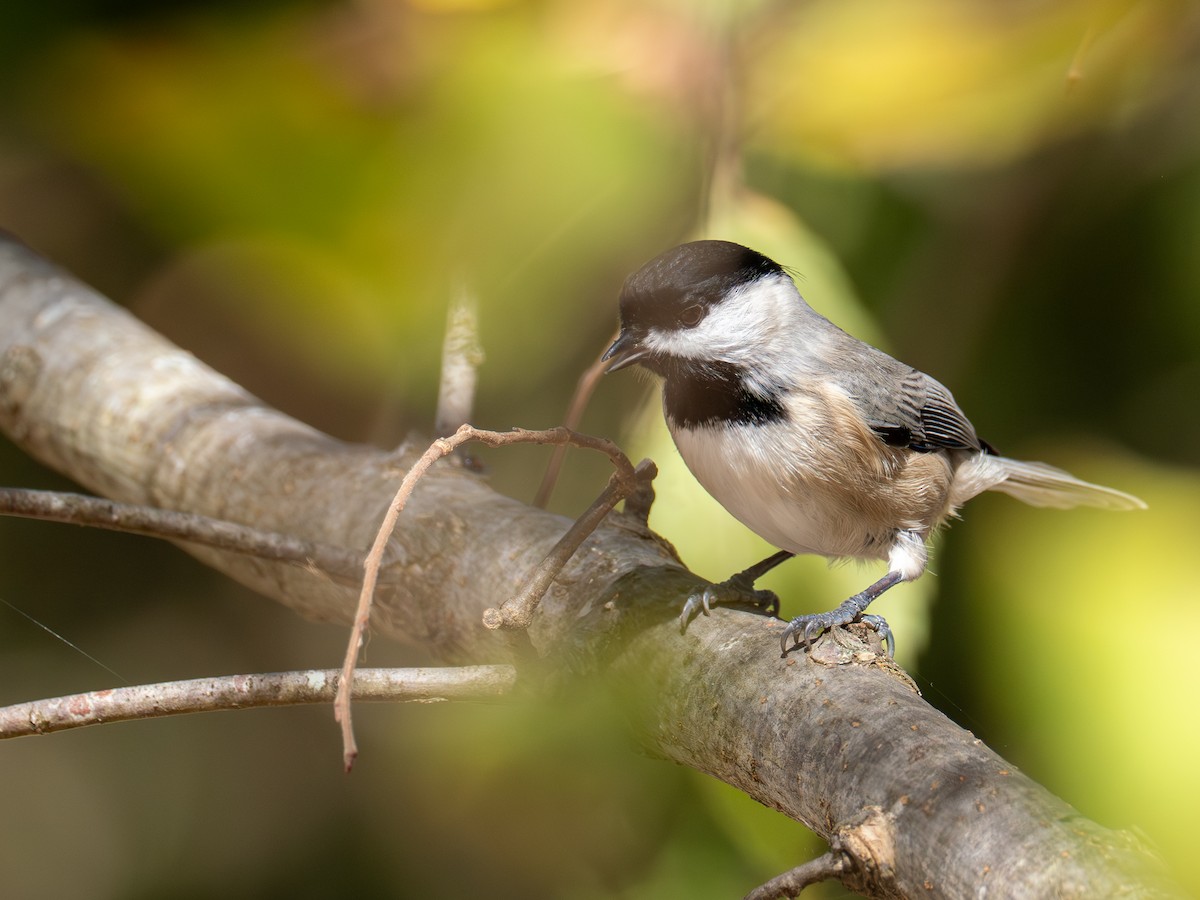 Carolina Chickadee - ML644628039