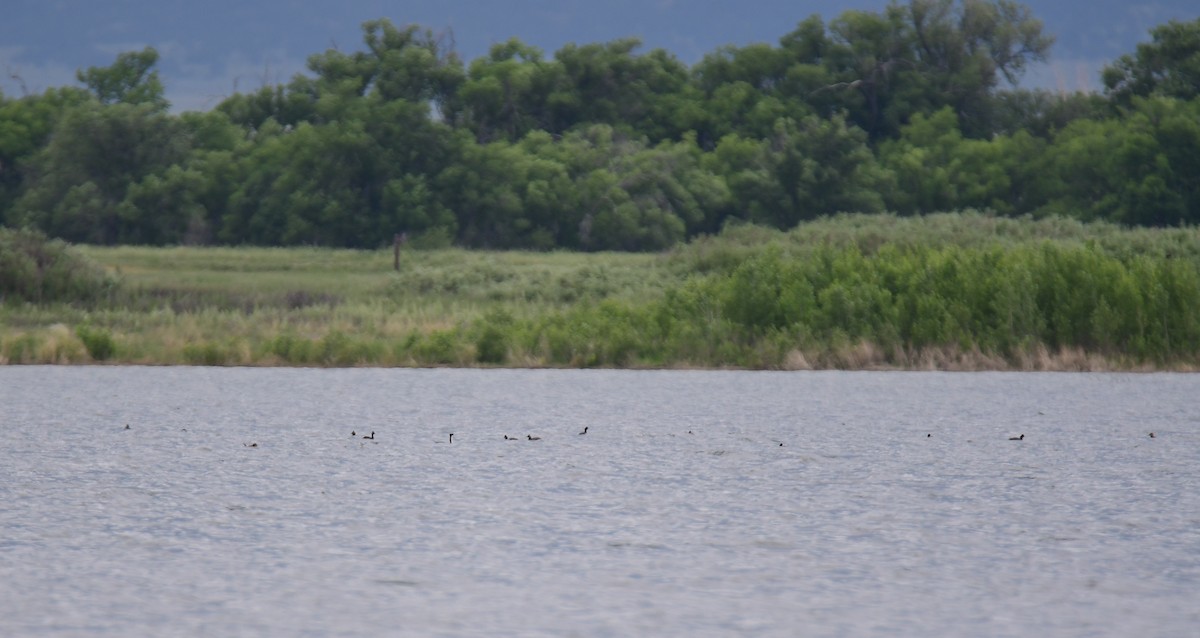 Eared Grebe - ML644628042
