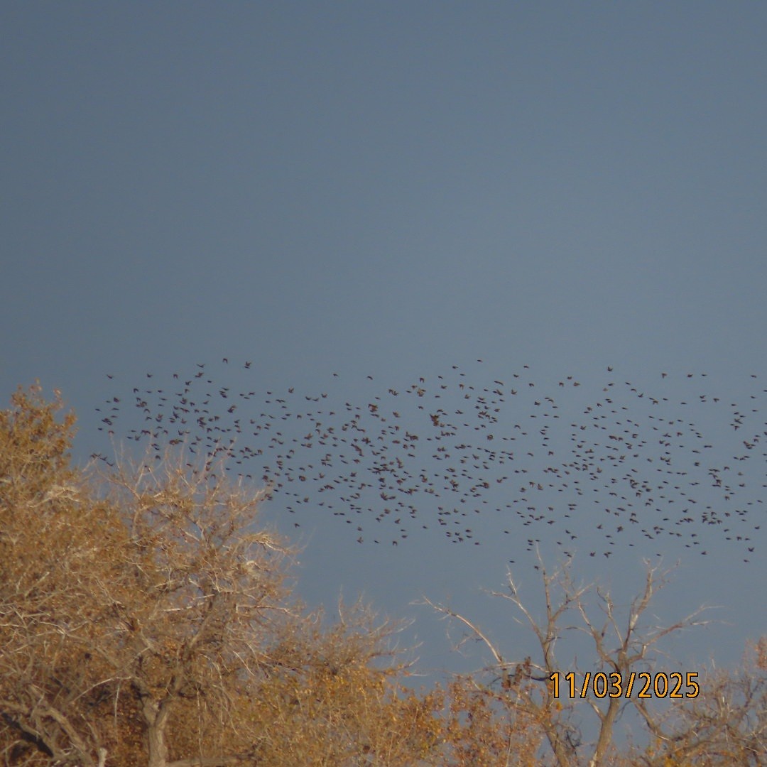 blackbird sp. - ML644628044
