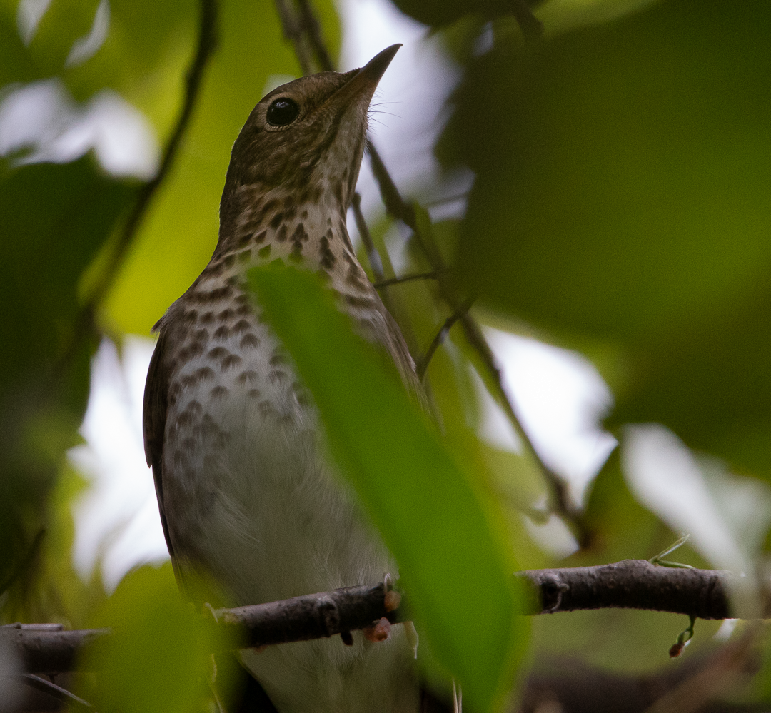 Swainson's Thrush - ML644628045