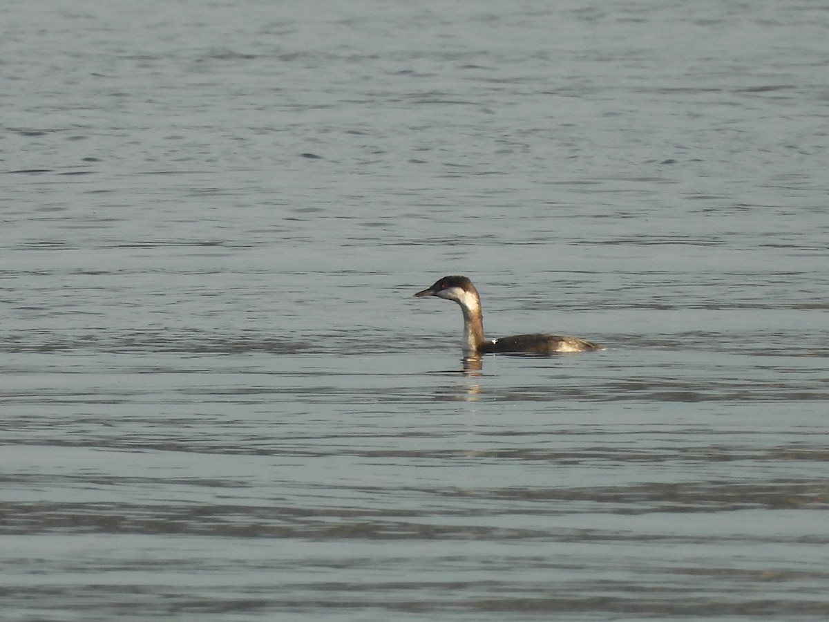 Ухаа шунгуур - ML644628052