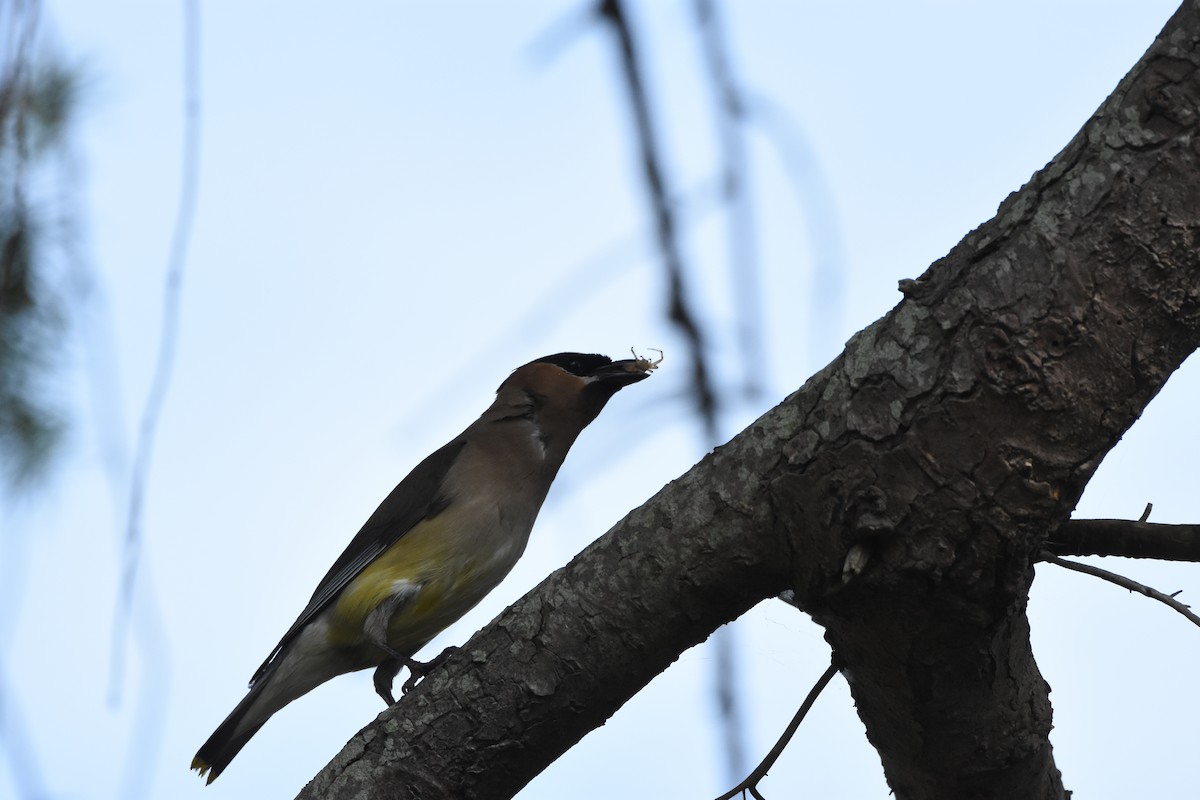 ציצנית אמריקנית - ML644628054