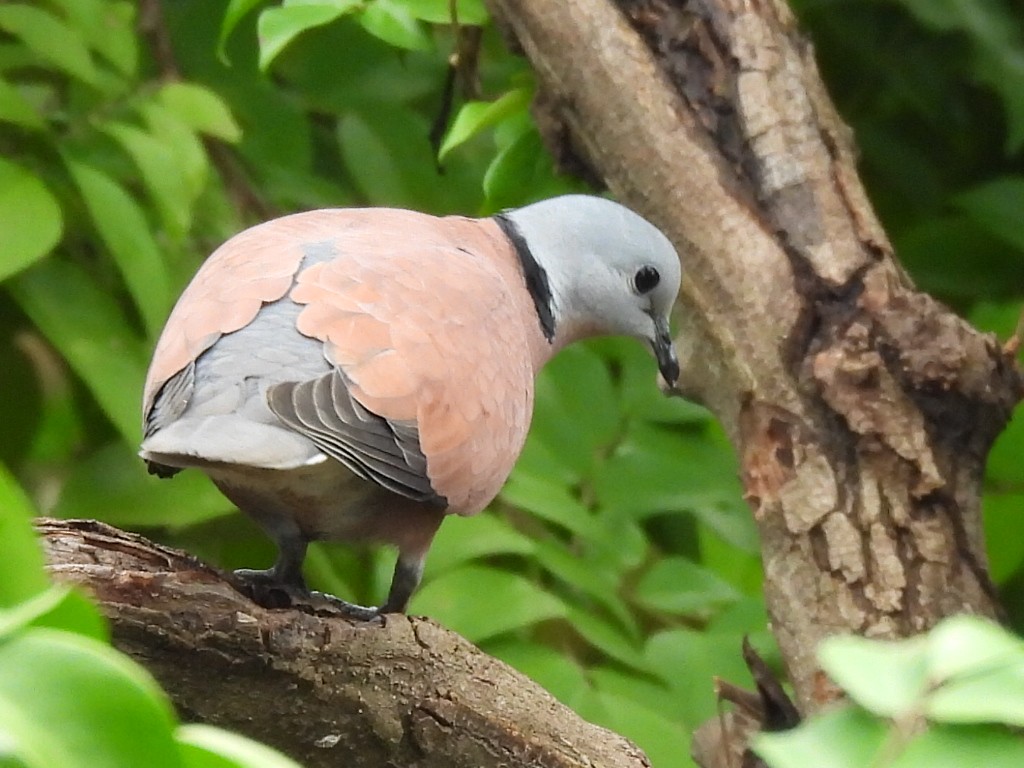 Halsringtaube - ML644628055